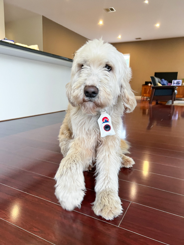 Dog Wearing Campanion