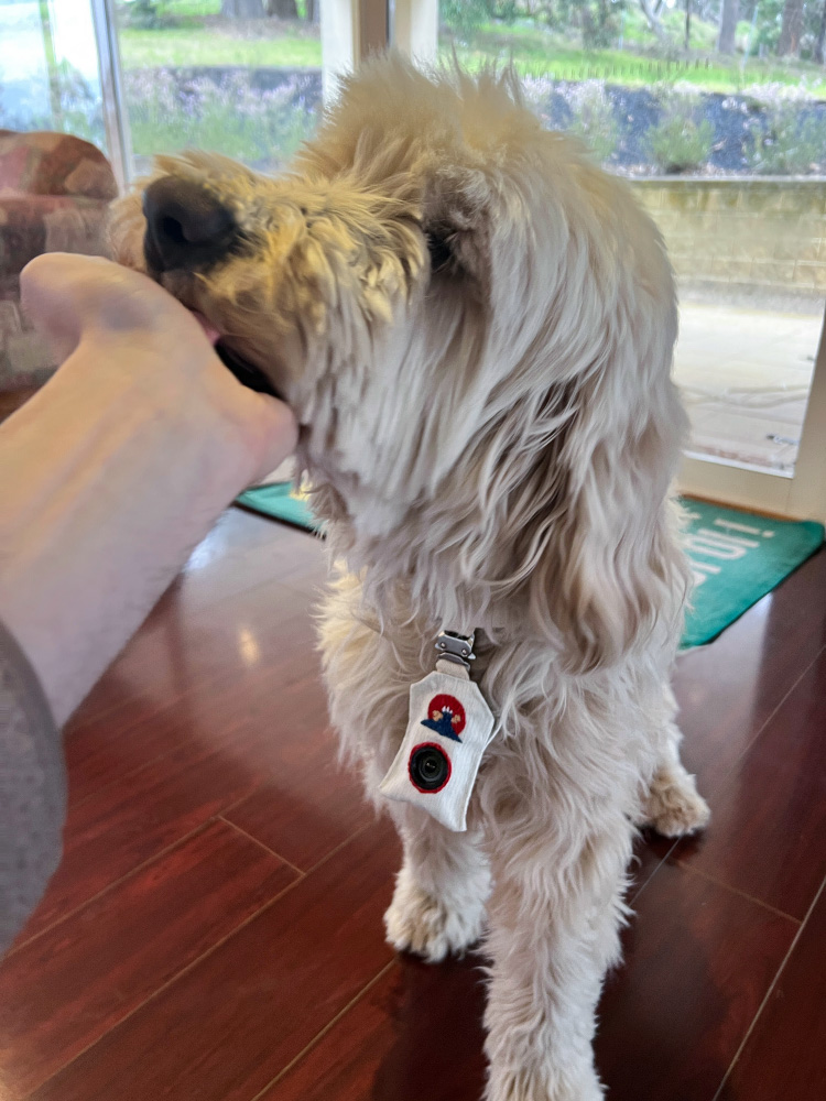 Dog Wearing Campanion